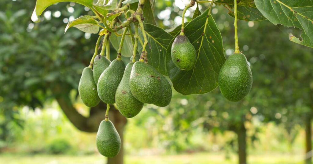 understanding avocados and its stages - boy.eatsworld