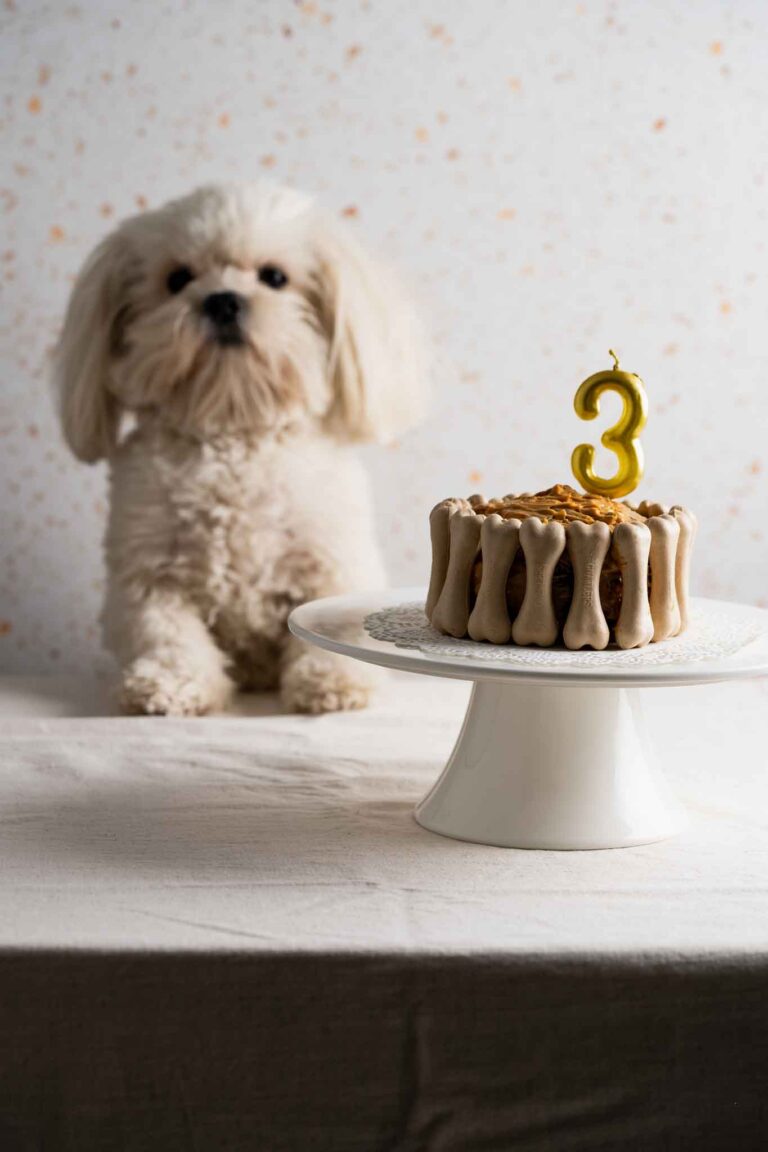 Shih Tzu Cake